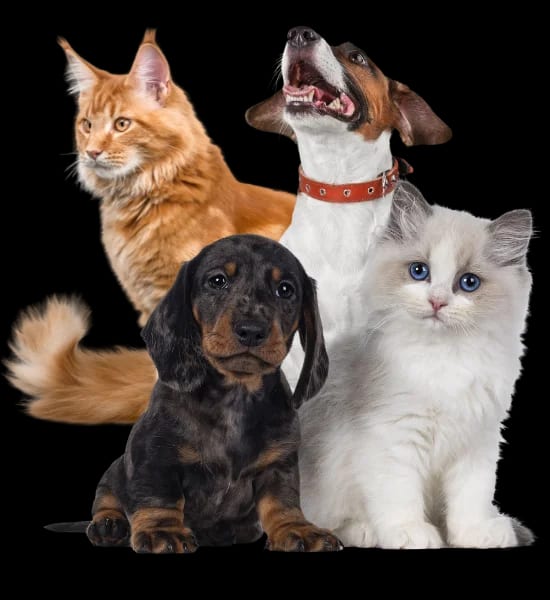 Pets